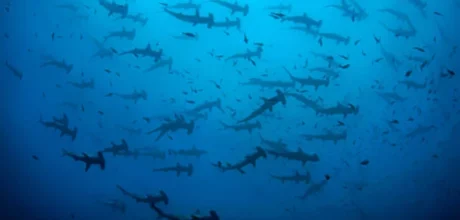 Curiosidades Fascinantes sobre Animais das Profundezas do Oceano