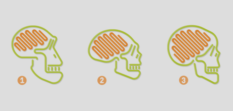 Conheça as Curiosidades do Cérebro e seus Comportamentos